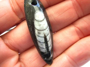 Fossile ORTHOCERAS dal Marocco, forato, su nastro - Foto 1 di 5