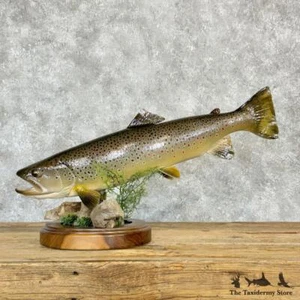 #28977 EL | 26" Brown Trout Taxidermy Fish Mount For Sale - Picture 1 of 5