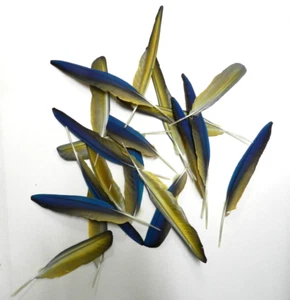 20 Catalina Macaw (Hybrid) WING FEATHERS UP TO 13" LONG YEARLY MOLTING - Picture 1 of 11