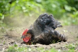 El mejor baño de pollo del mundo - ceniza de madera, arena, polvo - para todos los pollos - Imagen 1 de 1
