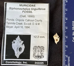 MURICIDAE Siphonochelus linguiferus FOSSIL 12,2mm Florida, USA 1994 - Old Coll. - Bild 1 von 3