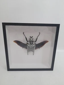 (6) Giant Goliath Taxidermy Beetle Frame (Goliathus orientalis) - Picture 1 of 4