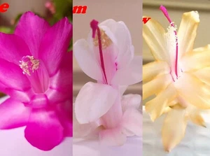 3 Colors Christmas Cactus Thanksgiving Cactus Stem Cuttings, Easy to Root - Picture 1 of 16