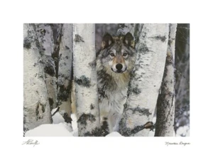 Mountain Ranger von Art Wolfe Winterwolf Birkenwald Kunstdruck 25 x 16,5 cm - Bild 1 von 1