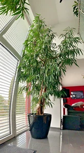 Ficus binnendijkii - Langblättriger Feigenbaum - ca. 450 cm - Benjamin Baum - Bild 1 von 12
