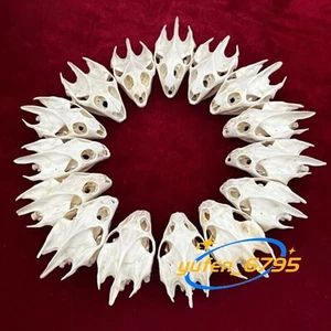 10 pcs Turtle Skull Crafts Education Animal Specimen Crafts Bone Ornament Model - Picture 1 of 5