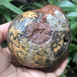 334G AMAZING PERMIAN WHOLE 3COLOR  AMMONITE FOSSIL MOLLUSCA - Bild 1 von 11