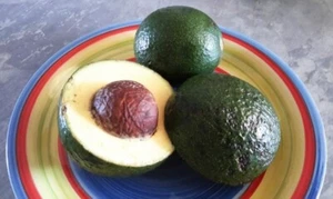 REED AVOCADO PLANT-TUBESTOCK SIZE-GRAFTED AVOCADO-HIGH QUALITY-GARDEN FRUIT TREE - Picture 1 of 4