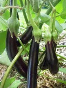 EGGPLANT SEED, LONG PURPLE, HEIRLOOM, NON GMO, 100 SEEDS, GARDEN SEED - Picture 1 of 1