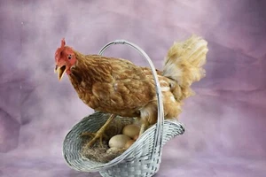 Stuffed Nesting Hen in Basket with 5 eggs Taxidermy Beauty Rustic decor - Picture 1 of 10