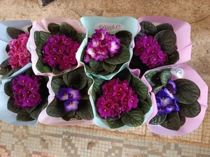 1 UND - Violeta Africana saint Paula surtida Planta de interior Ø12 - Imagen 1 de 1