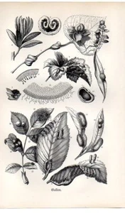 1896 KERNER LITHOGRAPH plant galls: “oak-apples” or cecidia - Picture 1 of 2