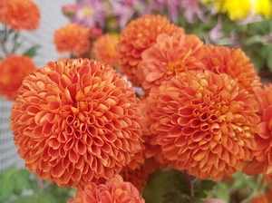 Kelvin Rio Chrysanthemum x 1 Plant - Perennial Cut Flowers Cottage Garden - Picture 1 of 6