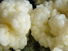 Live Premium Milk kefir grains