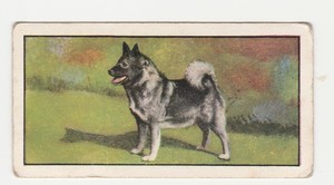 DOGS 6 ELKHOUND 7 BOXER BARBERS TEAS 1961