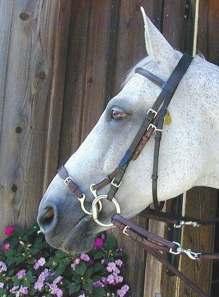 Kineton Noseband Nunn Finer - Havana