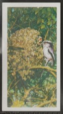 BROOKE BOND (TEA)-BRITISH BIRDS (WHITE BACK) 1954-#10- LONG TAILED TIT