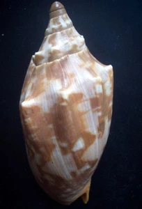 Caracol Cymbiola malayensis GRANDE 118 mm F++ - Imagen 1 de 4