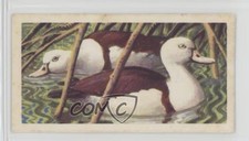 1961 Brooke Bond Tropical Birds Tea Radjah Shelduck #46 0y5