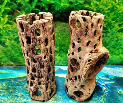 2 pcs of 6" inch TEDDY BEAR CHOLLA Wood Cactus | Aquarium, Terrarium Cave Tunnel - Image 1 of 4
