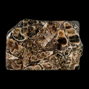 2.2" Polished Cut Slab Of Fossil Turritella Shells Eocene Age Wyoming Gastropod - Picture 1 of 7