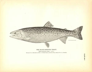 Rare 1884 Antique Fish Print Engraving ~ The Black-spotted Trout - Picture 1 of 1