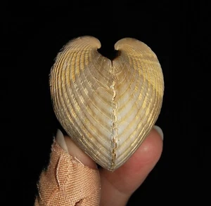 001, MOLUSCO CÁSCARA DE MAR, FÓSIL DE ALMEJA, BIVALVIA ARCIDAE DE JAVA, INDONESIA, 45 MM - Imagen 1 de 8