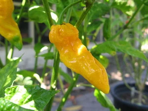 20 SEMI PEPERONCINO FATALII  - Foto 1 di 1