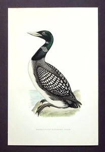 WHITE BILLED DIVER, YELLOW BILLED LOON original antique bird print, MORRIS, 1897 - Picture 1 of 2