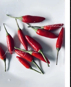 CHILLI -THAI 15 SEEDS heirloom “Birds Eye” red Small With A 🥊 Organic Grown - Picture 1 of 8