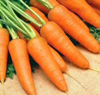 CAROTA   CHANTENAY .- SEMENTI ORTO 1000 SEMI - Immagine 1 di 4