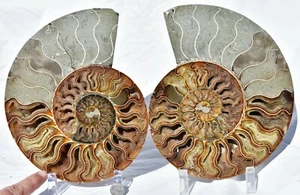 Dinosaur PAIR Ammonite MultiColor Crystals XXXL 217mm 110myo FOSSIL 8.7" 2814xx - Picture 1 of 12