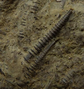 TENTACULITES grande esemplare TOP!! UCRAINA Czortkow - DEVONIAN Lochkovian /ph050 - Foto 1 di 22