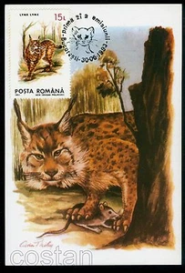 1993 Lynx,Mouse,Luchs,Lynx lynx, Protected Fauna,Romania,FDC maxi card - Picture 1 of 1