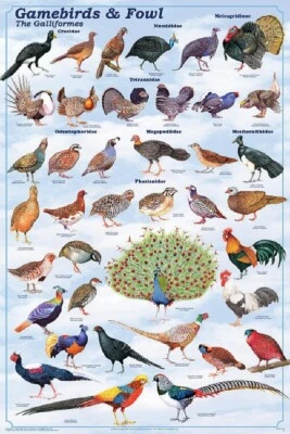 Poster Gamebirds & Fowl Educational Classroom Chart - Image 1 of 2