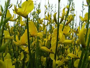 200 SEMI DI SPARTIUM JUNCEUM "Ginestra Siciliana" - Foto 1 di 1