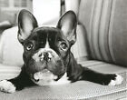 FRENCH BULLDOG FRENCHI BOULEDOGUE FRANCAIS BLACK & WHITE DOG ART PHOTO PRINT 