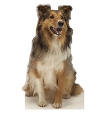 Collie Dog Standee * animals * dogs * standups * cutouts * party decorations