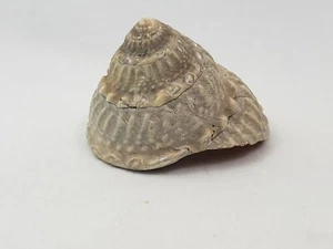 Trochus Top-Shaped Pearl Sea Snail Shell 2.8 oz Excellent condition - Picture 1 of 12