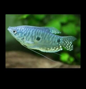 2 PACK BLUE GOURAMI 2" - Picture 1 of 2