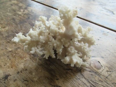 Natural Sea Coral - Decorative, Aquarium - Beautiful! - Image 1 of 4