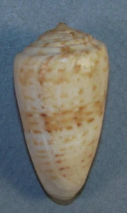 CONUS INFRENATUS 43.12mm SUPER CHOICE RARE YELLOW SPECIMEN Cape St. Francis, SA - Picture 1 of 2