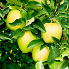 Golden Delicious Apple Tree 4-5ft, Self-Fertile, Very Sweet Flavour.