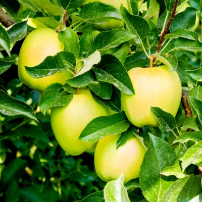 Golden Delicious Apple Tree 4-5ft, Self-Fertile, Very Sweet Flavour. - Image 1 of 2