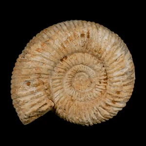 86MM Perisphinctes Ammonite Fossil Nautilus Madagascar Jurassic Age COA - Picture 1 of 10