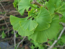 GINKGO BILOBA Offerta 40 PIANTE in alveolo Ginko Maidenhair Tree pianta plant