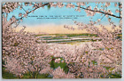 Santa Clara County, California - Blossom Time In - Vintage Postcard - Unposted