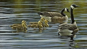 Robert Bateman Canada Geese With Young S/N: 294/950 Signed Lithograph Print RARE - Picture 1 of 6