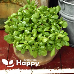 HERB GREEN PURSLANE - 2000 SEEDS - Sweet-sour flavor - Portulaca oleracea sativa - Picture 1 of 3