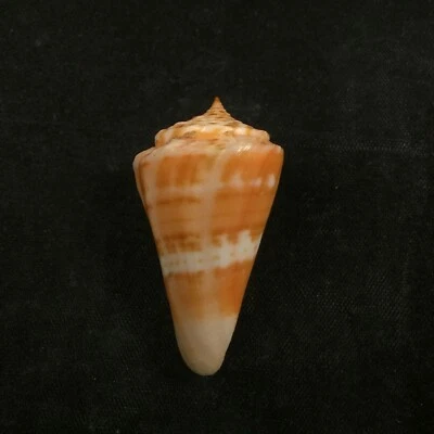 Conus carioca, Brazil, 36,2mm, F+, BEAUTIFUL!!! - Image 1 of 4